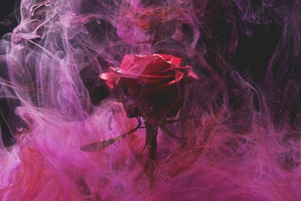 rose, flower wallpaper, nature
